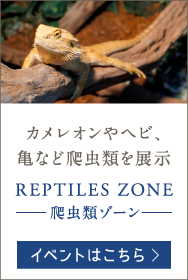 カメレオンやヘビ、亀など爬虫類を展示 REPTILES ZONE -爬虫類ゾーン-