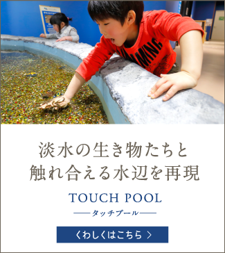 淡水の生き物たちと触れ合える水辺を再現 TOUCH POOL -タッチプール-