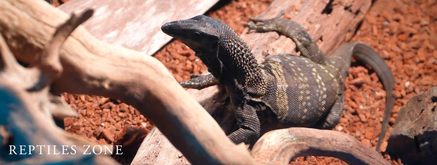 REPTILES ZONE