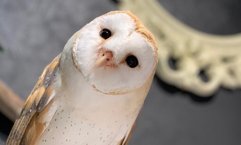 小動物展示エリア